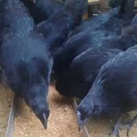 جوجه ایام سمانی اندونزی