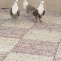 کله سفید|پرنده|سبزوار, قلعهنو دهزار|دیوار