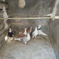 کبوتر هوایی و جفتگاه طوقی کلاغ دم ساده|پرنده|قائن, |دیوار