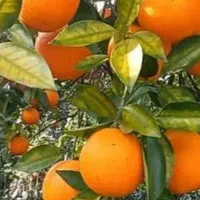 کارگر حرفه ای تخریب ساختمان جاه فاضلاب تخلیه بار