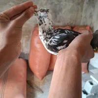 کبوتر گوره ای|پرنده|برازجان, |دیوار