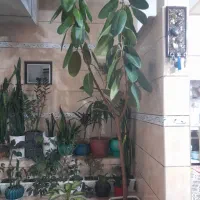 گل و گیاه