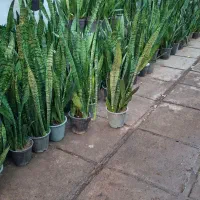 گل و گیاه سانسوریا سبز|گل و گیاه طبیعی|اهواز, پادادشهر|دیوار