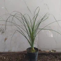 گل و گیاه لیندا