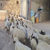 میش و بره س سنجابی