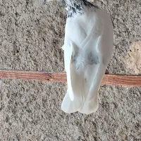 چندتاکبوترخوب