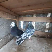 ۷ جفت کبوتر|پرنده|رشت, توشیبا|دیوار