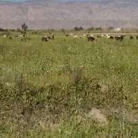 یونجه خشک شده