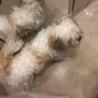 شیتزو تریر عقیم شده اروم