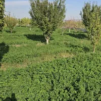 زمین زراعی و باغ