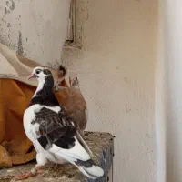 کبوتر نر و ماده باجوجه|پرنده|تهران, خاوران|دیوار