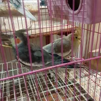 پرنده|پرنده|مینودشت, |دیوار