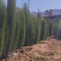 نهال سروناز شیراز|خدمات باغبانی و درختکاری|تهران, آرژانتین|دیوار