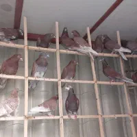 سرخ ناب گروی|پرنده|آران و بیدگل, |دیوار