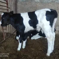 فروش ۳راس گوساله.نر صنعتی عالی