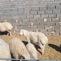 باسلام ۷ راس بره نر سبک وزن|حیوانات مزرعه|سده (خراسان جنوبی), |دیوار