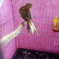 کوزه کوزه سفالی قناریه جوج