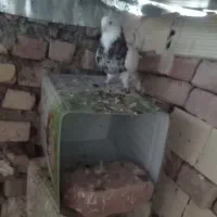 طوق هفت رنگ