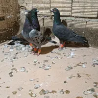 پرنده|پرنده|مشهد, انصار|دیوار