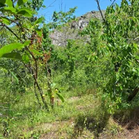 زمین - باغ|فروش زمین و ملک کلنگی|گلمکان, |دیوار