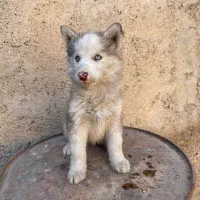 واگذاری هاسکی|سگ|شیراز, شهرک جماران|دیوار