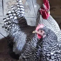 نیمچه امروک و جوجه