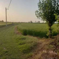 زمین کشاورزی آس آس فوق امکانات دابودشت عظیم آباد|فروش زمین و ملک کلنگی|دابودشت, |دیوار