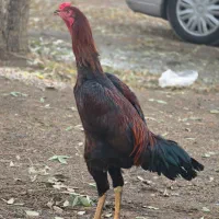 جوجه لاری سه ماهه و نیمه