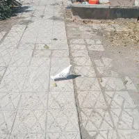 فروش کبوتر|پرنده|گلپایگان, |دیوار