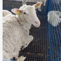 ۵ عدد میش رومن فرانسوی