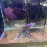 چانای فایر اند ایس