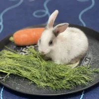 واگذاری خرگوش|موش و خرگوش|مشهد, هنرستان|دیوار