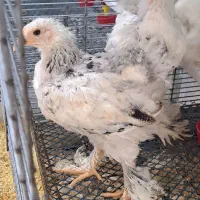 ۱۲ عدد مرغ و خروس برهما نیمچه