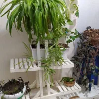 گل طبیعی|گل و گیاه طبیعی|کرمانشاه, |دیوار