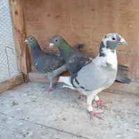 کفتر گرفتنی پلاکی نر