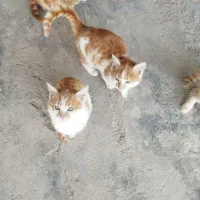 واگذاری بچه گربه