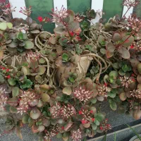 گل طبیعی