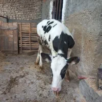 گوساله نر
