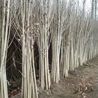 نهال سپیدار برای مناطق سردسیر|گل و گیاه طبیعی|تکاب, |دیوار