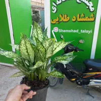 تخفیف اگلنما برفی ۸ تا ۱۰ بوته|گل و گیاه طبیعی|سبزوار, توحیدشهر|دیوار