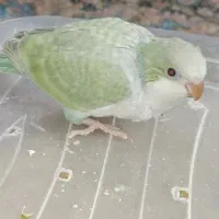 راهب رنگ خاص و بازاری