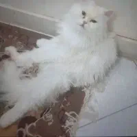 گمشده گربه