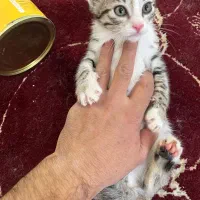 فروشی|گربه|تربت‌حیدریه, منصوریه|دیوار