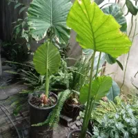 فروش گلهای مختلف