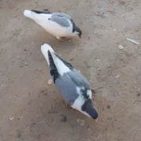 یک جفت ساده سبز با جوجه چب|پرنده|گنبد کاووس, |دیوار