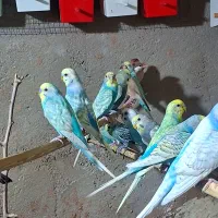 ۶جفت مرغ عشق رینبو اسپانگل رنگین کمانی