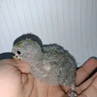 طوطی برزیلی صورت هلویی سرلاکی|پرنده|ارومیه, |دیوار