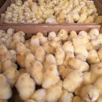 جوجه گوشتی راست