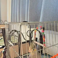 عروس هلندی خاکستری جوان