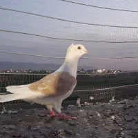 کبوتر پشت گراف یا کویتی